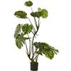 MONSTERA CON VASO H130