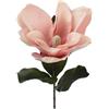 MAGNOLIA RAMO H70 PINK