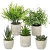 CRESZZLE Set di 5 mini piante finte da interno realistiche - succulente decorative perfette per decorazioni casa in salotto, camera letto o ufficio, adatte anche come piante finte da esterno eleganti.