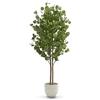 MAIA SHOP Eucalipto artificiale 150 cm, pianta finta da interno con tronco naturale, albero decorativo realistico per casa ufficio hotel