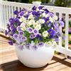TINA Fiori artificiali come veri, 8 mazzi di fiori artificiali, piante da balcone per esterni, resistenti alle intemperie, finti bouquet, resistente ai raggi UV, decorazione primaverile, decorazione