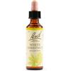 SCHWABE BACH 35 White Chestnut 20ml