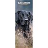 Magnet & Steel Calendario sottile 2026 Labrador nero