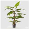EDG Enzo De Gasperi Alocasia Chic con Vaso Artificiale H 170 Cm Green