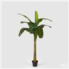 EDG Enzo De Gasperi Banano Pianta C/Vaso H170 (9fg) C1 Green