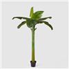 EDG Enzo De Gasperi Banano Pianta C/Vaso H185 (8fg) C1 Green