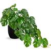 Hollyone Piante artificiali in vaso nero, pianta finta di Monstera decorativa in vaso finto, pianta realistica per interni per decorazione della casa, bagno, soggiorno, cucina, scaffale, decorazioni