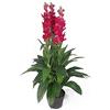 Leaf Design UK - Orchidea artificiale, 100 cm, colore: rosa
