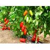 Generico Pomodori San Marzano Alto, Varietà da Orto, 150 Semi, ottima per conserve