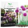 Magic of Nature: Semi di Aglio Gigante (60 pz) Allium giganteum Mix Viola e Bianco - Sementi Rustiche per Giardini Fioriti
