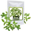 Magic of Nature Semi di Stevia ca. 100 unità - Erba del Miele per Giardino e Balcone - Stevia rebaudiana per Semina e Coltivazione