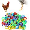Penitue 100pz Anelli di Pollo, 5 Colori Regolabili Anelli per Cosce di Pollame con Numeri da 1 a 100 Etichetta Identificazione del Pollo per Anatre Tacchini Oche