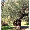 Herboplanet TSA OLEA EUROPEA 50 ML