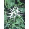Herboplanet TSA ORTHOSIPHON STAMINEUS 50 ML