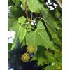 Herboplanet MSA PLATANUS ORIENTA 50 ML