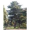 Herboplanet MSA CEDRUS LIBANI 50 ML