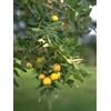 Herboplanet MSA SORBUS DOMESTICA 50 ML