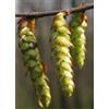 Herboplanet MSA CARPINUS BETULUS 50 ML