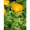 TSA CALENDULA OFFICINALIS 50 ML