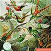 Flame Tree Gift V&a Humming Birds Jigsaw Puzzle: 1000 Piece