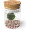 KAKI La Felicità è Nelle Piccole Cose La Felicità è Nelle Piccole Cose Marimo Singolo originale vaso vetro con tappo sughero l'Amore, artigianale, fondale rosa naturale, diametro 8cm, altezza 11cm, Made in Italy