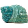 SKOOLOVE Conchiglie di Mare Naturali di Grandi Dimensioni 9-11 cm Enorme Conchiglia Oceanica Jumbo Perfette per Feste a Tema sulla Spiaggia, Decorazioni per La Casa, Artigianato Fai-da-Te, Acquari