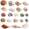 SKOOLOVE 21 Pezzi di Paguro da Piccoli a Grandi, Dimensioni Conchiglia di Mare 3-10 cm, Apertura 1,5-5 cm, per Forniture di Paguri Naturali, Decorazioni per La Casa e Decorazioni da Spiaggia