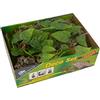 Lucky Reptile Life esperienza terrario Dã © Cor set Jungle, Plastica