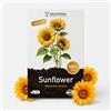 Grounding Maxi - Semi di Girasole Nano Giallo dorato, 500 semi, altezza 40-60 cm - L'Helianthus annuus è ideale per bordure, aiuole e grandi vasi - semina facile e fioritura veloce - Qualità Europea