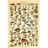 Meishe Art Vintage Poster Stampa Funghi Champignon Riferimento Botanico Educativo Identificazione Illustrazione 15.75'' x 23.62''
