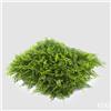 EDG Enzo De Gasperi Pannello Verticale Felce Siepe 1x1 m Verde - Parete Verde Artificiale