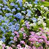 Legutko Alpine Forget-Me-Non semi misti - Myosotis alpestris