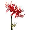 Qingriver 4 steli 66,38 '' Fiori artificiali di ragno Lycoris Radiata per la decorazione del giardino di casa rosso