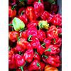 Assopepper di Massimo Utro 50 SEMI DI PEPERONCINO HABANERO RED + GUIDA CAPSICUM CHINENSE 300.000 SHU