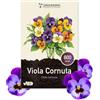 Grounding - Semi di Viola cornuta - mix colori viola, blu, giallo e bianco, 800+ semi, altezza 15-20 cm. Ideale per aiuole, bordure e balconi - Semina facile - Qualità Europea