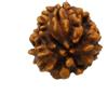 3 perline Mukhi Rudraksha tre facce Rudraksh Bead 100% originali energizzate