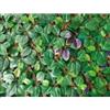 EuroGarden Recinzione artificiale espandibile eurogarden verde 90x180 cm