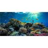 MIRRORANG 91x41cm Durevole Vinile Acquario Sfondo Corallo Pesce Tropicale Subacqueo Mondo Pesce Serbatoio Sfondo