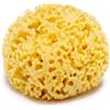 Longivia Spugna Di Mare 100% Naturale Grande 12-13cm Kalyspongea® dalla Grecia Alta Quali