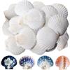 Behogan 50 conchiglie naturali, 6 cm - 8 cm, capesante, conchiglie, piccole conchiglie per dipingere, fai da te, decorazioni per feste, matrimoni, decorazioni per acquario