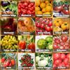 Prademir - Set di semi di pomodoro di 16 varietà rare e antiche - Set per la coltivazione di pomodori con semi naturali al 100% raccolti a mano dal Portogallo