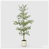 EDG Enzo De Gasperi Pianta Artificiale Bucida Buceras Vogue con Vaso H240 cm - Pianta Decorativa Realistica Design Moderno