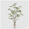 EDG Enzo De Gasperi Pianta Artificiale Bucida Buceras Vogue con Vaso H 210 Cm - Pianta Decorativa Realistica Design Moderno