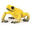 PAPO - Statuina Rana Equatoriale Gialla Realistica - 3 Anni + - Collezione Vita Selvaggia - Gioco Educativo Anfibi Esotici - Idea Regalo Giocattolo Bambina Bambino