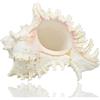 Jangostor Grandi conchiglie di mare naturali, conchiglie di conchiglie enormi con conchiglie 17-20CM (2)