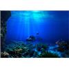 FILFEEL Sfondi per Acquario, Poster Adesivo dai Colori Naturali in PVC Mondo Sommerso Carta per Decorazioni con Sfondo 3D ((61 * 41cm))
