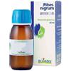BOIRON Srl Ribes Nigrum Gemme 1dh MG Boiron 60ml