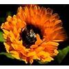 IL GIARDINO DEI SEMPLICI CALENDULA ESTRATTO IDROALCOLICO GOCCE 50 ML