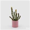EDG Enzo De Gasperi Crassula con Vaso in Ceramica H 25 Cm D 8 Cm Verde Rosa - Pianta Artificiale Succulenta Decorativa Design Moderno