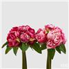 EDG Enzo De Gasperi Peonia Olis 9 Pz Violet - Fiori Artificiali Decorativi Assortiti Design Elegante 1 Pz
